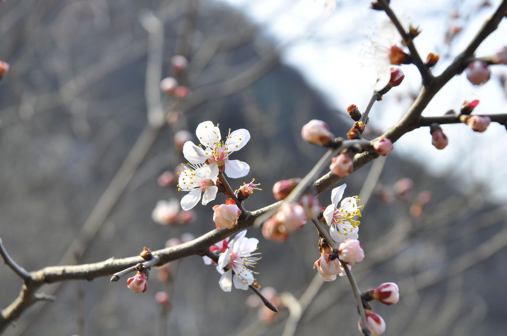 桃花 摄影 地震受过伤