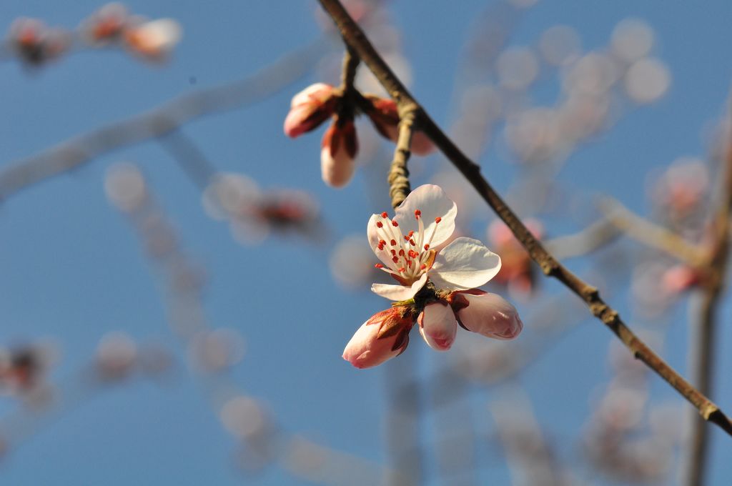 桃花 摄影 地震受过伤