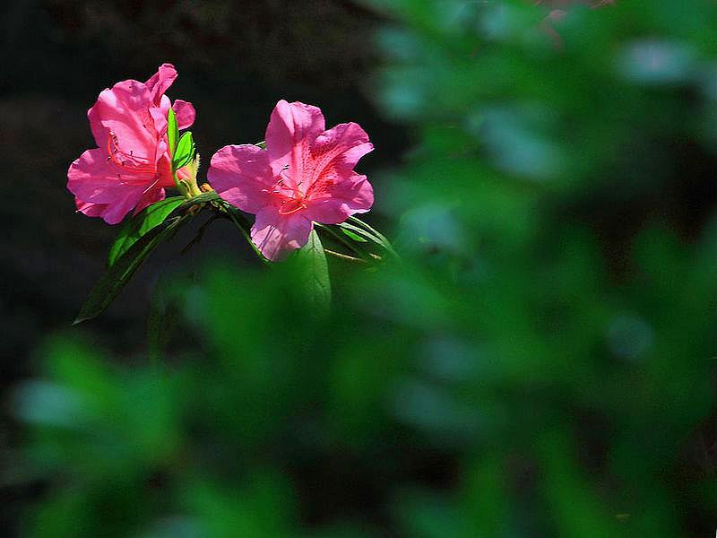 杜鹃花 摄影 句吴潜人