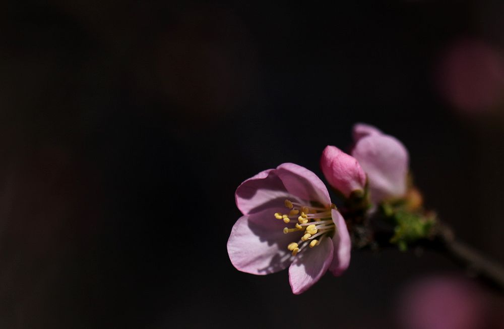 花开又一春 摄影 yueerwanwan