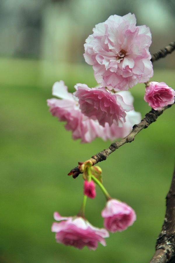 樱花 摄影 晓江烟雨