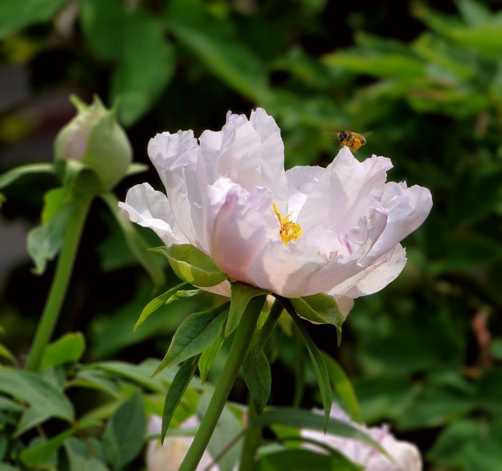 蜂花恋 摄影 静候的精灵