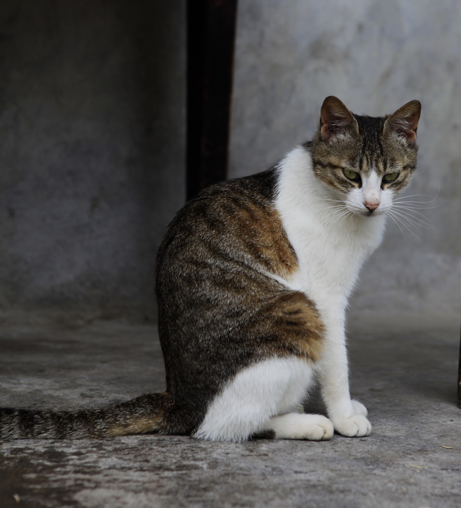 猫 摄影 超许飞