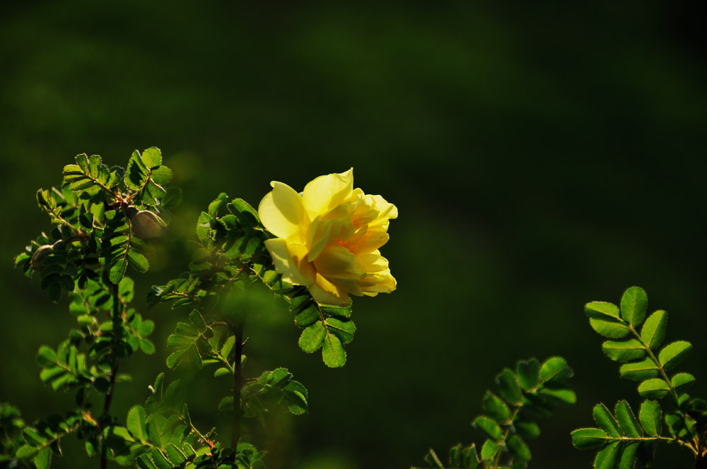 拍花的季节 摄影 Laotaitai