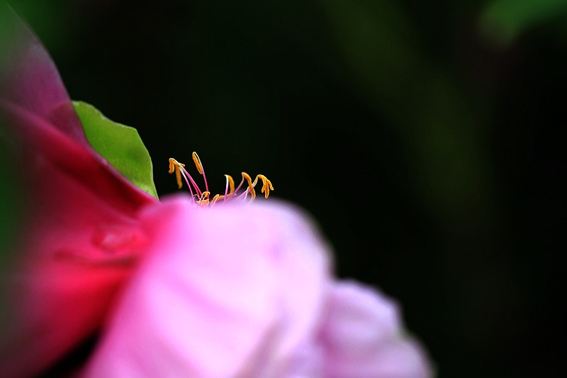 玫瑰芭蕾 摄影 jnlaotang