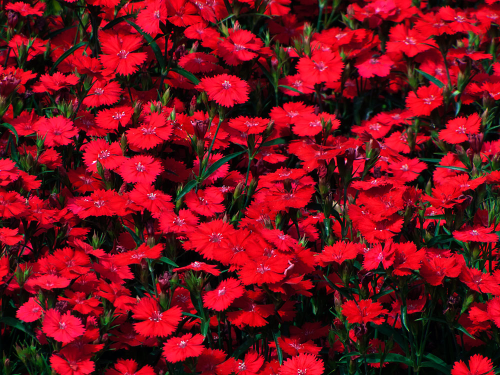 “五一”节的红花（2） 摄影 宇宙来客
