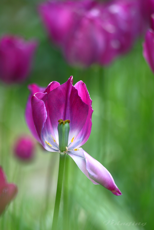 花开花谢 摄影 Bdaqing