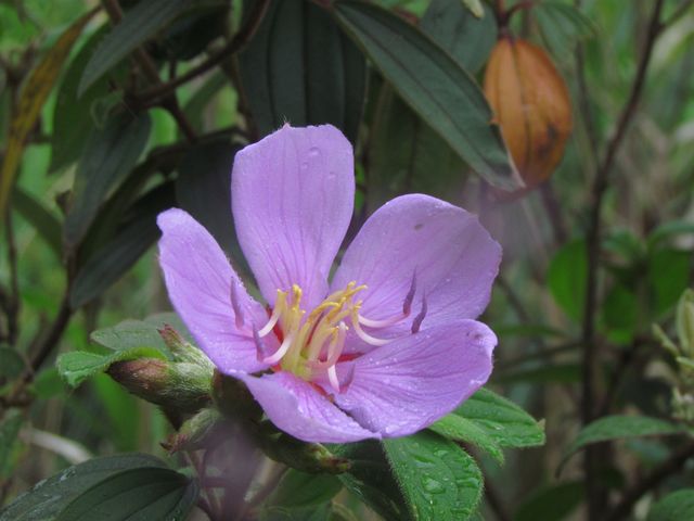 花花... 摄影 英豪再闲