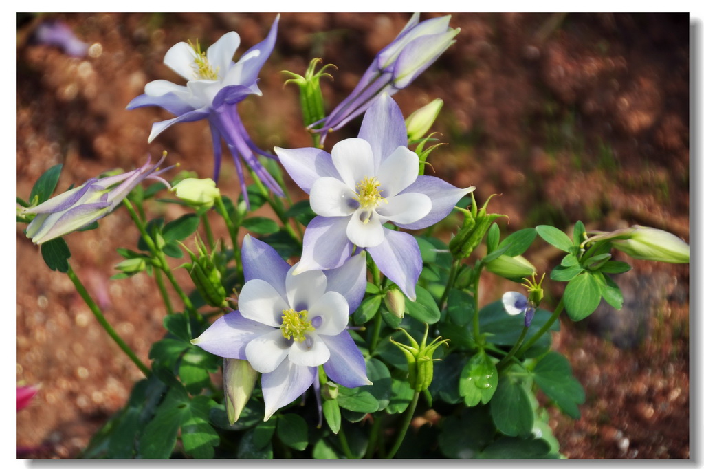 耧斗菜 摄影 蜀秦寒秋客