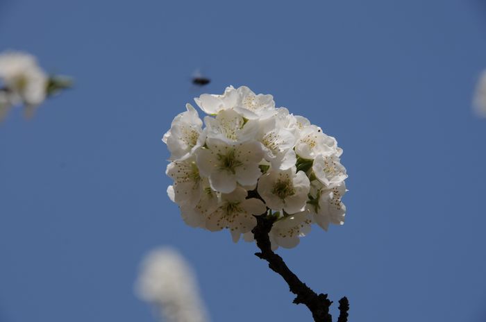 招蜂惹蝶 摄影 冬林