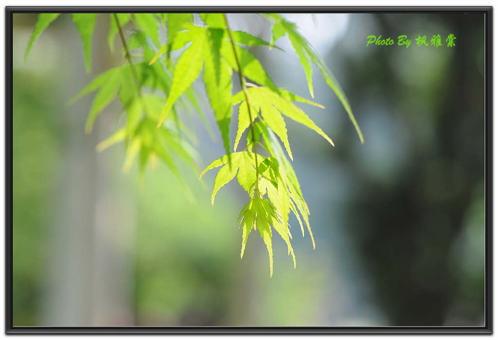 青枫1 摄影 枫雅棠