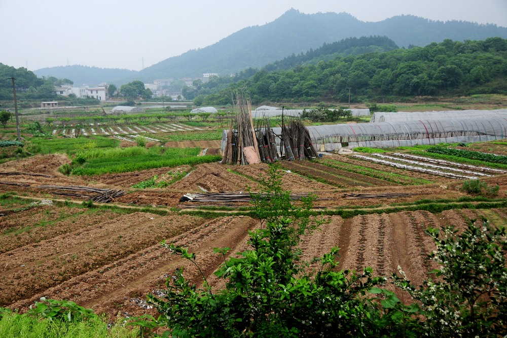 农村五月（1） 摄影 虎眉