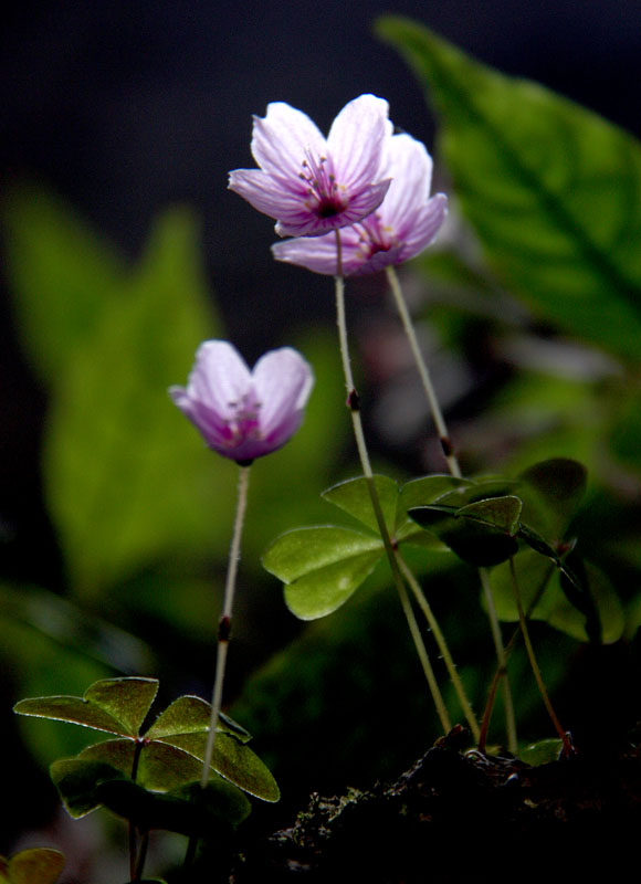 山里小花 摄影 芥子