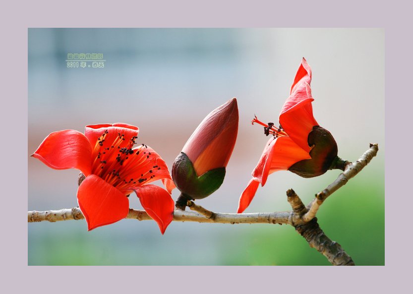 木棉花3-----一家子 摄影 迪迪宝贝