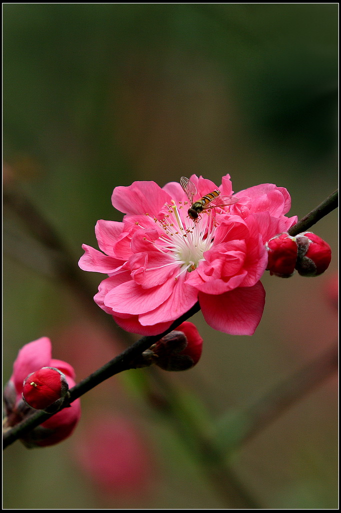 桃花 摄影 gxlaopan