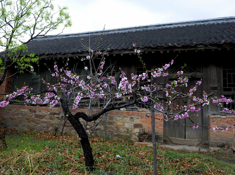 桃花依旧 摄影 执静