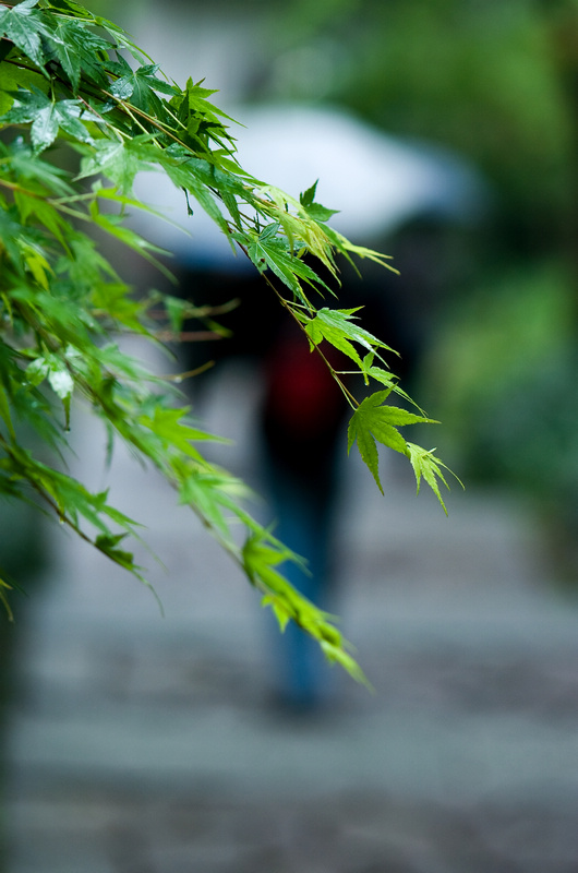 雨中 摄影 高山松