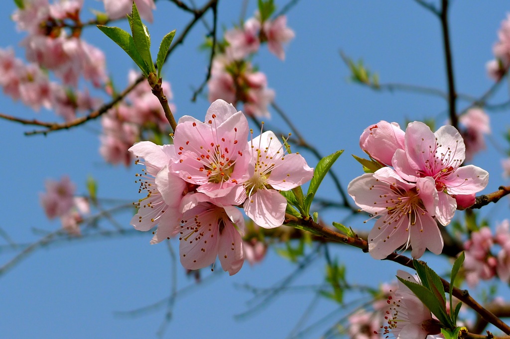 桃花盛开 摄影 xucheng