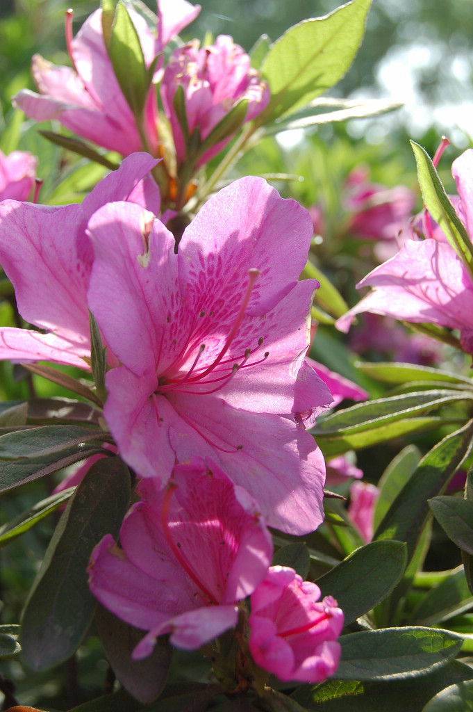 小花 摄影 小飞侠0822