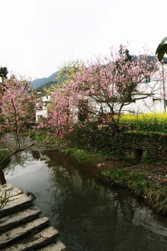 江西婺源 摄影 启顺