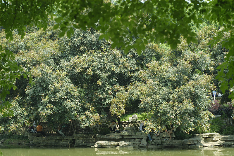 花卉园小景1 摄影 夜月红樱