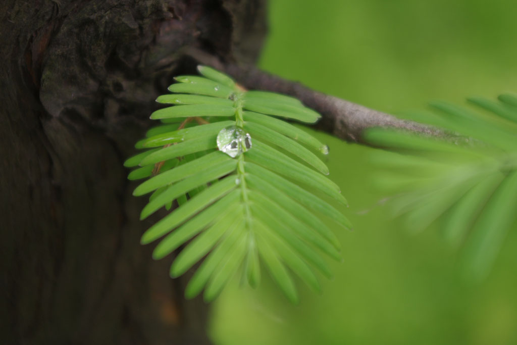 晨露 摄影 lishaM