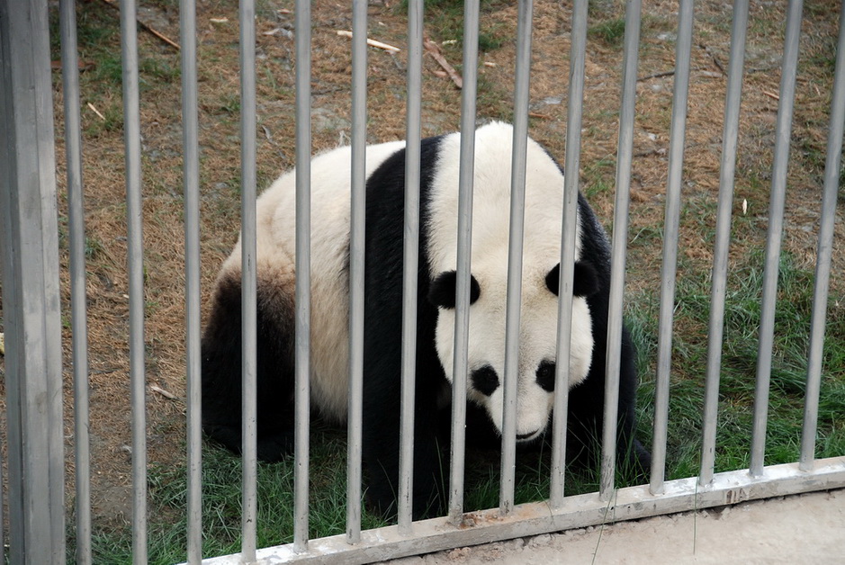 秦岭熊猫2 摄影 译书人