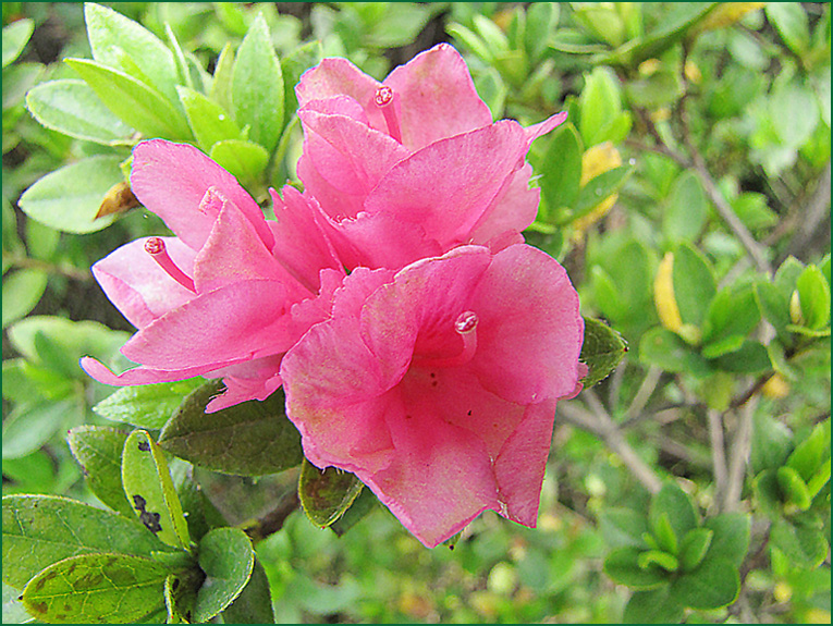 杜鹃花 摄影 azhouyu