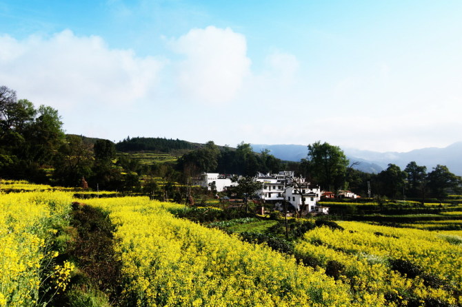 婺源油菜花 摄影 启顺