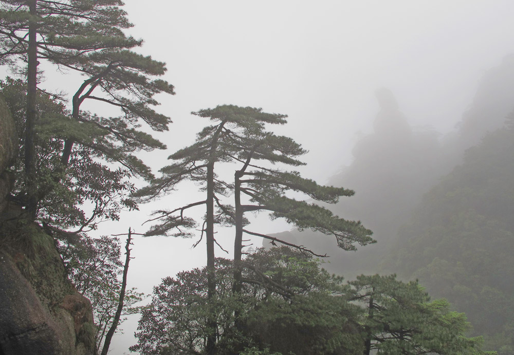 三清山 摄影 风雪白狐