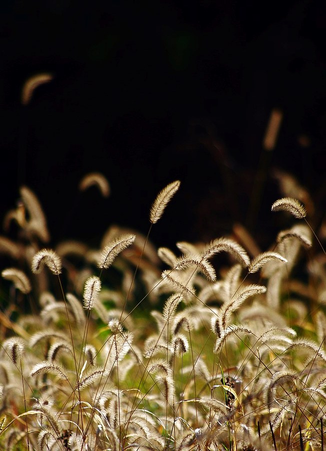 狗尾巴草 摄影 心有芊芊