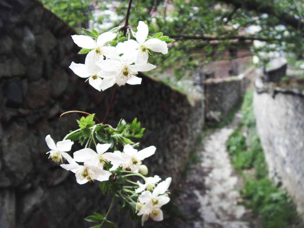 那一年的华清池旁。。 摄影 吗哪