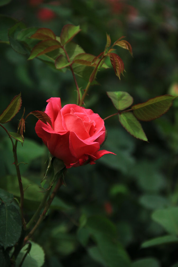 春暖花开<32>月季2<献给母亲节> 摄影 綄鎂幸福