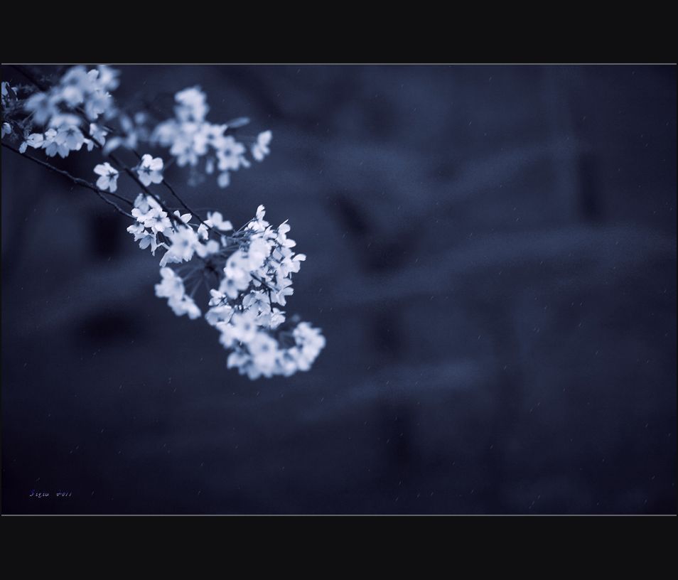 雨中清颜 摄影 思秋