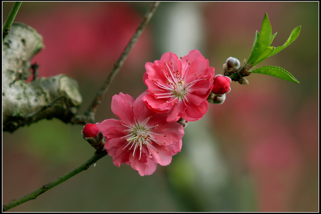 桃花 摄影 gxlaopan