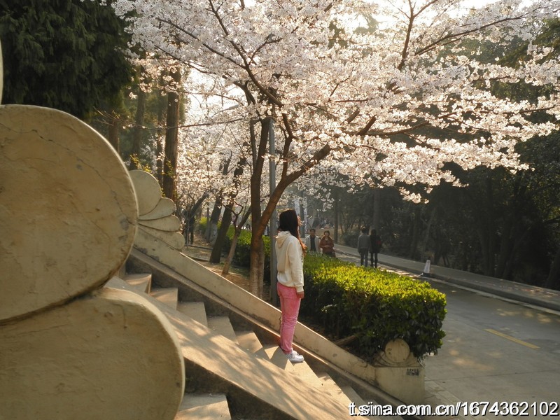 樱花梦 摄影 武汉旅游车队
