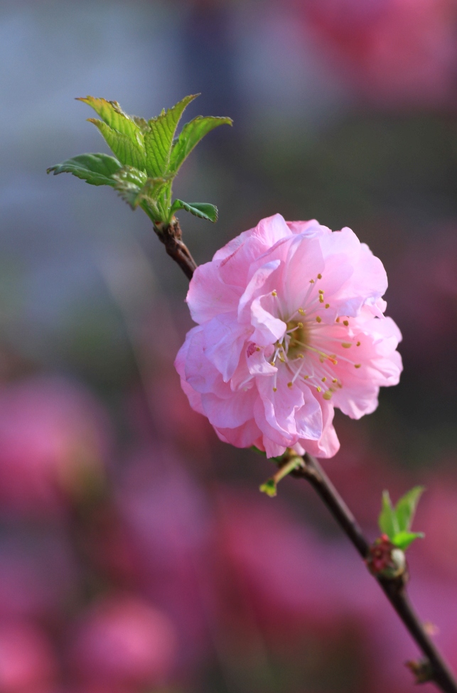 孤芳自赏 摄影 海潮音