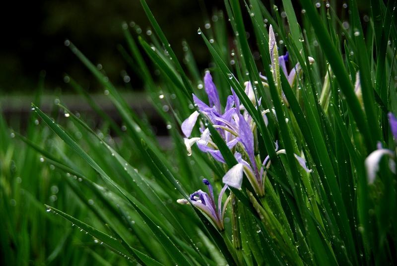 小雨过后 摄影 沃野