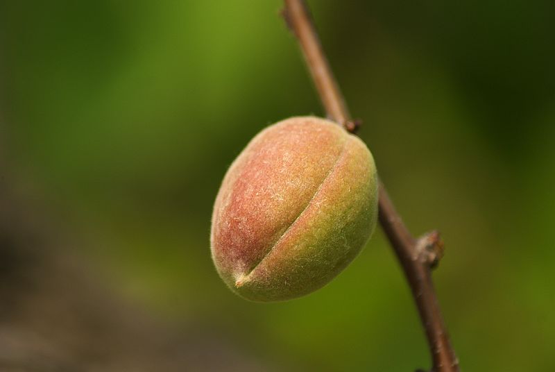 青桃 摄影 兰馨清纯