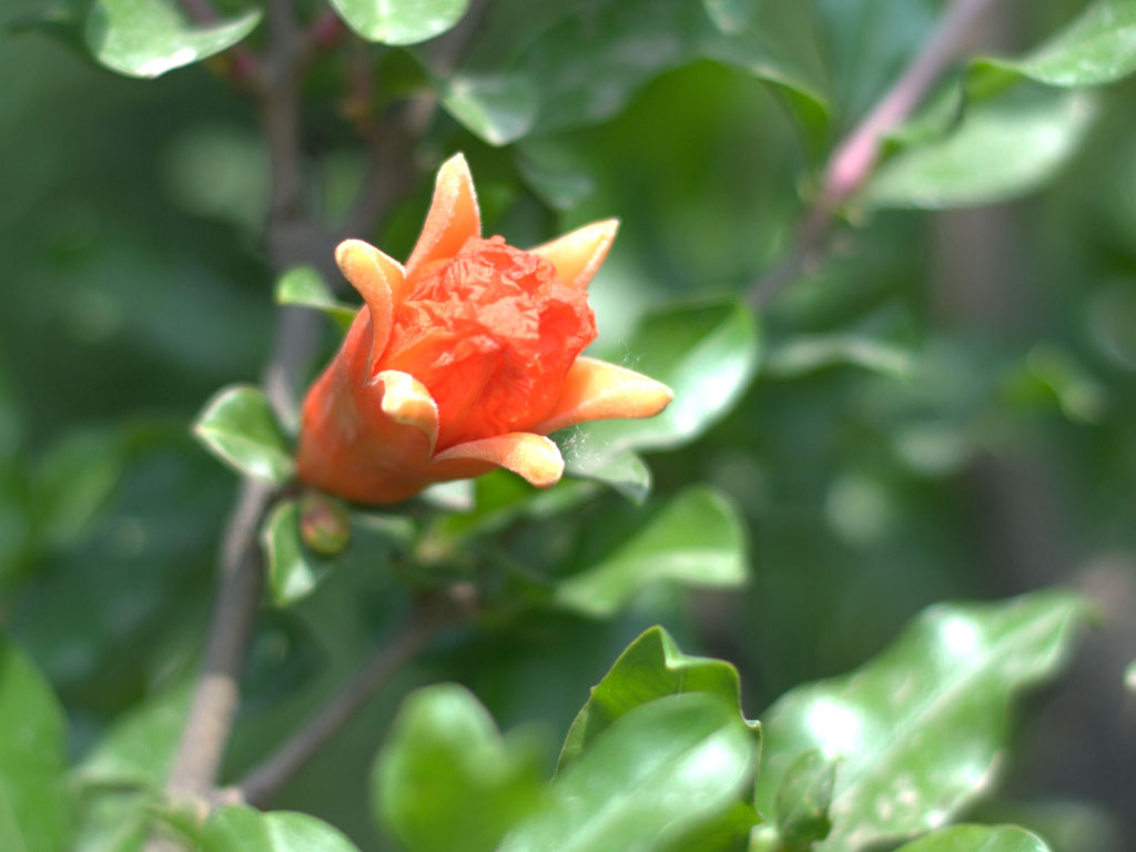 西安市花—石榴花 摄影 大陆西安