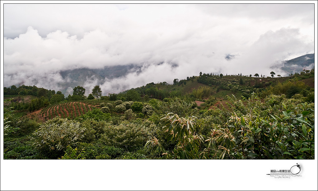 《布朗茶山》 摄影 龙民