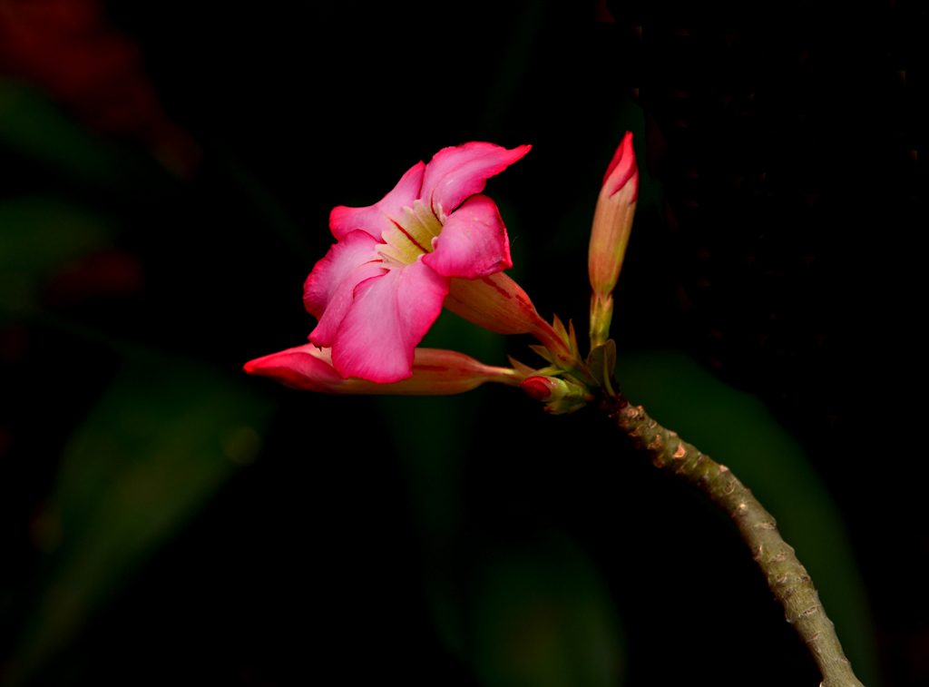 温室内的奇花异草3 摄影 明秋