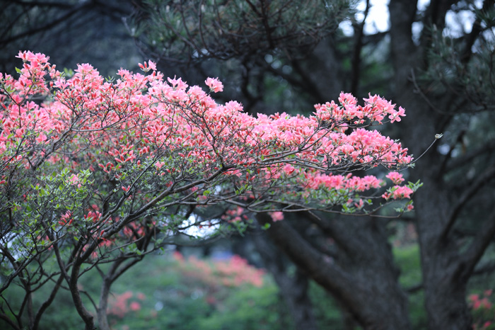 花俏争春 摄影 白云龙