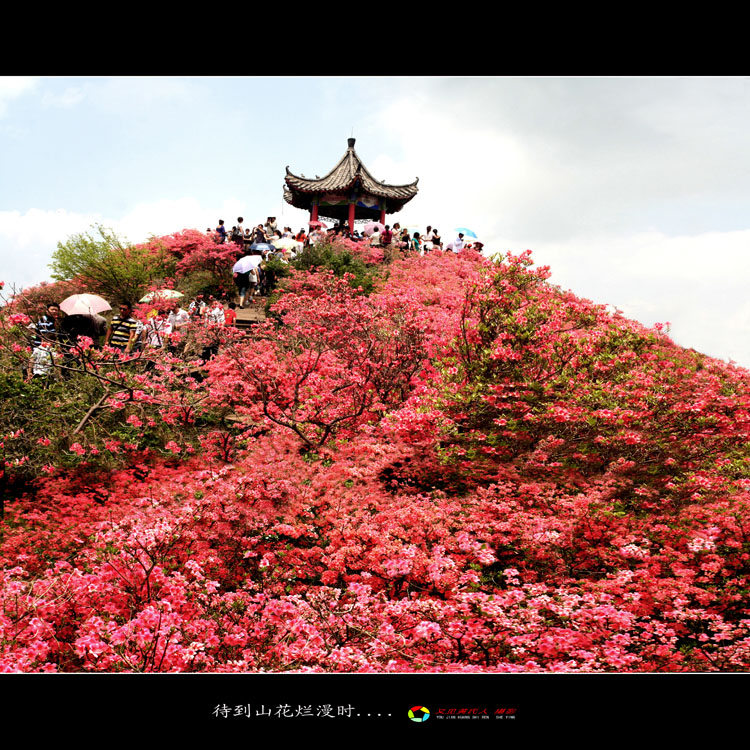 待到山花烂漫时.... 摄影 又见黄氏人