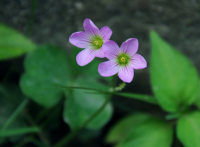 小花 摄影 一鸣