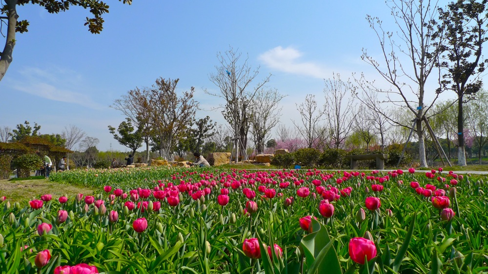 郁金香 摄影 xucheng