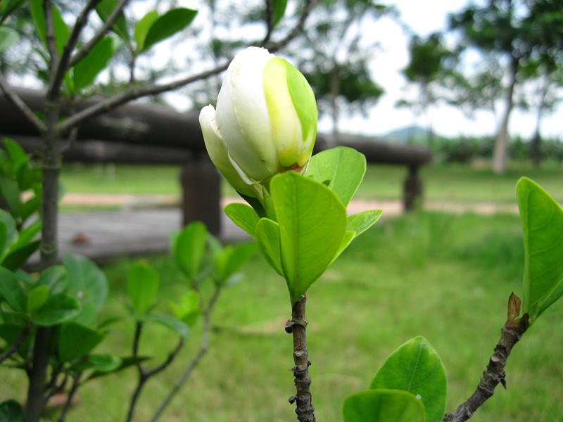 花蕾 摄影 无尽