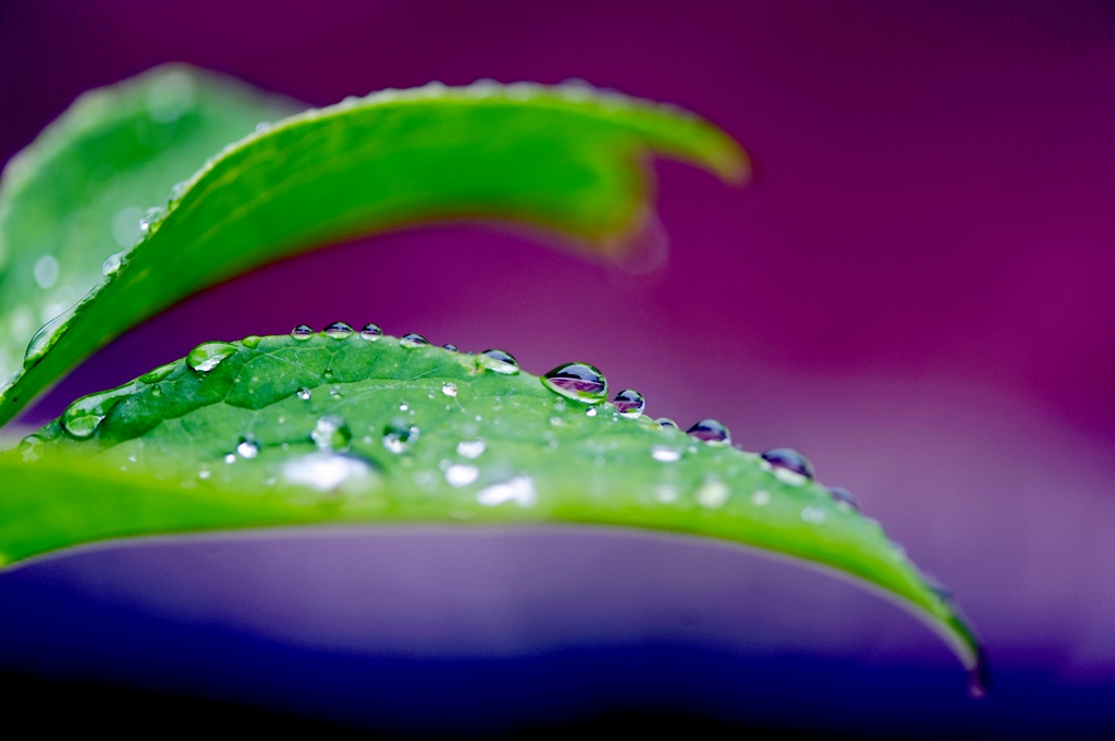 雨珠 摄影 执静