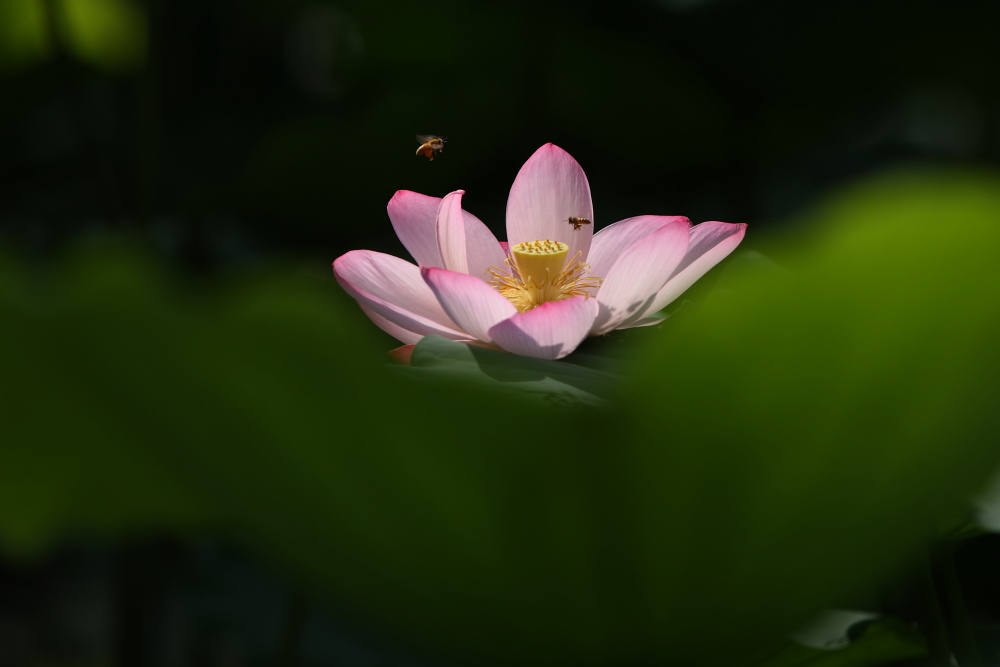 花开引蜂来 摄影 家好哈哈