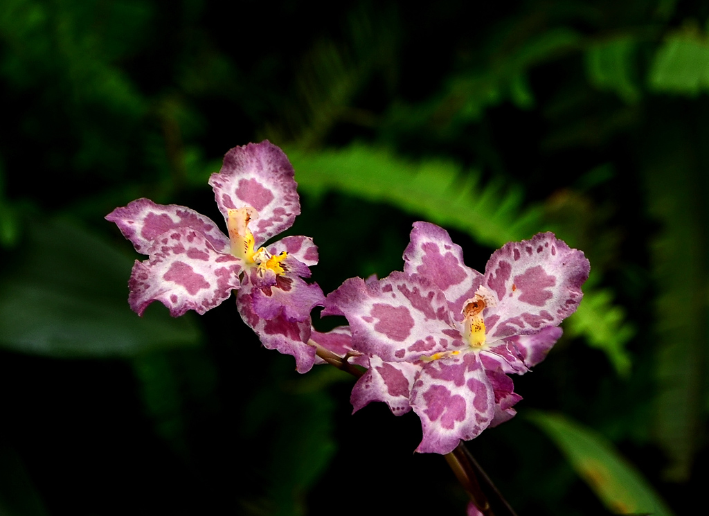 温室内的奇花异草1 摄影 明秋